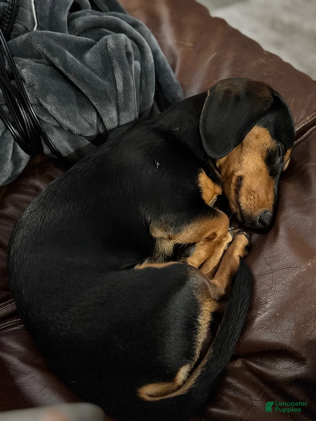 Miniature Dachshund dogs for stud: Puck F. - Ad 4