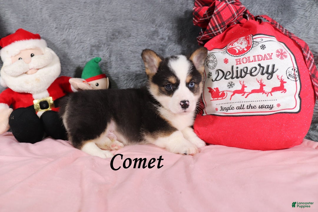 Welsh Corgi Pembroke dogs for sale: Comet - Ad 3