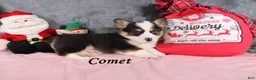 Welsh Corgi Pembroke dogs for sale: Comet - Ad 3
