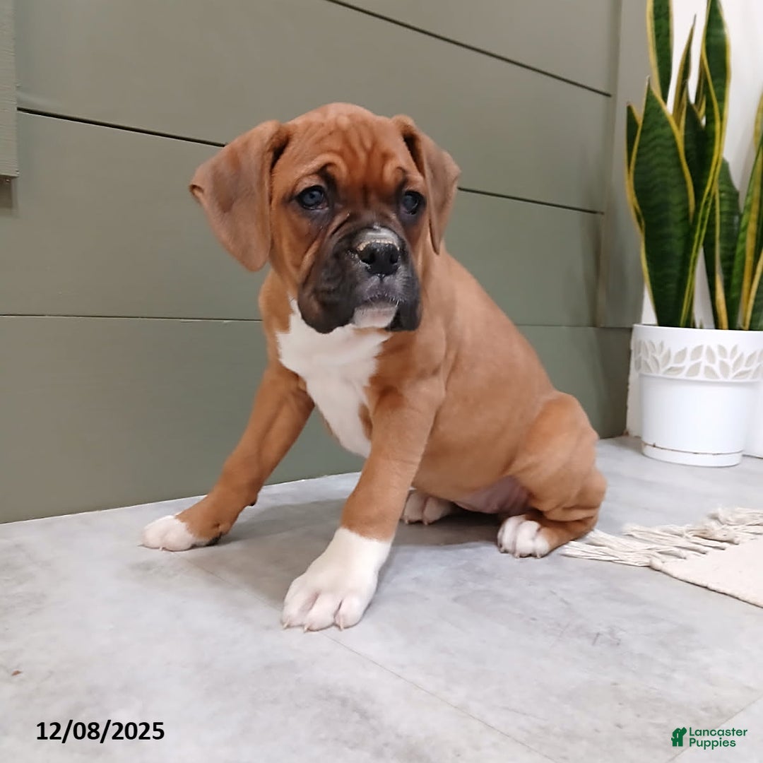 Boxer dogs for sale: Kelly - Ad 5
