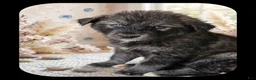 Goberian dogs for sale: BLAZE - Ad 1