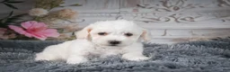 Bichon Frise dogs for sale: AKC-Freddie - Ad 4