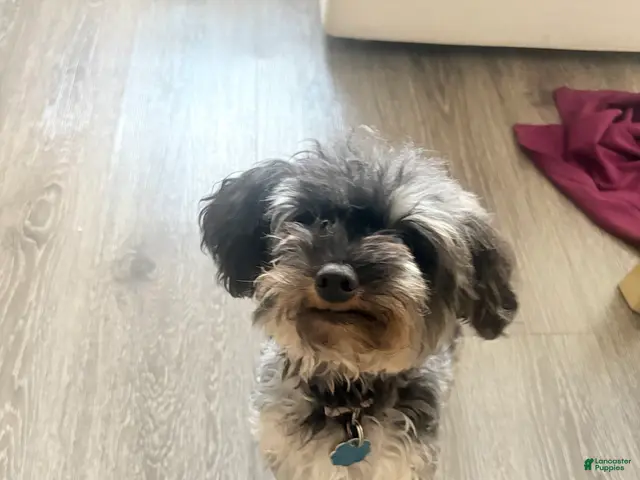 Yorkiepoo dogs for sale: Stubbie - Ad 2