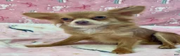Chihuahua dogs for sale: Chihuahua 2 - Ad 5