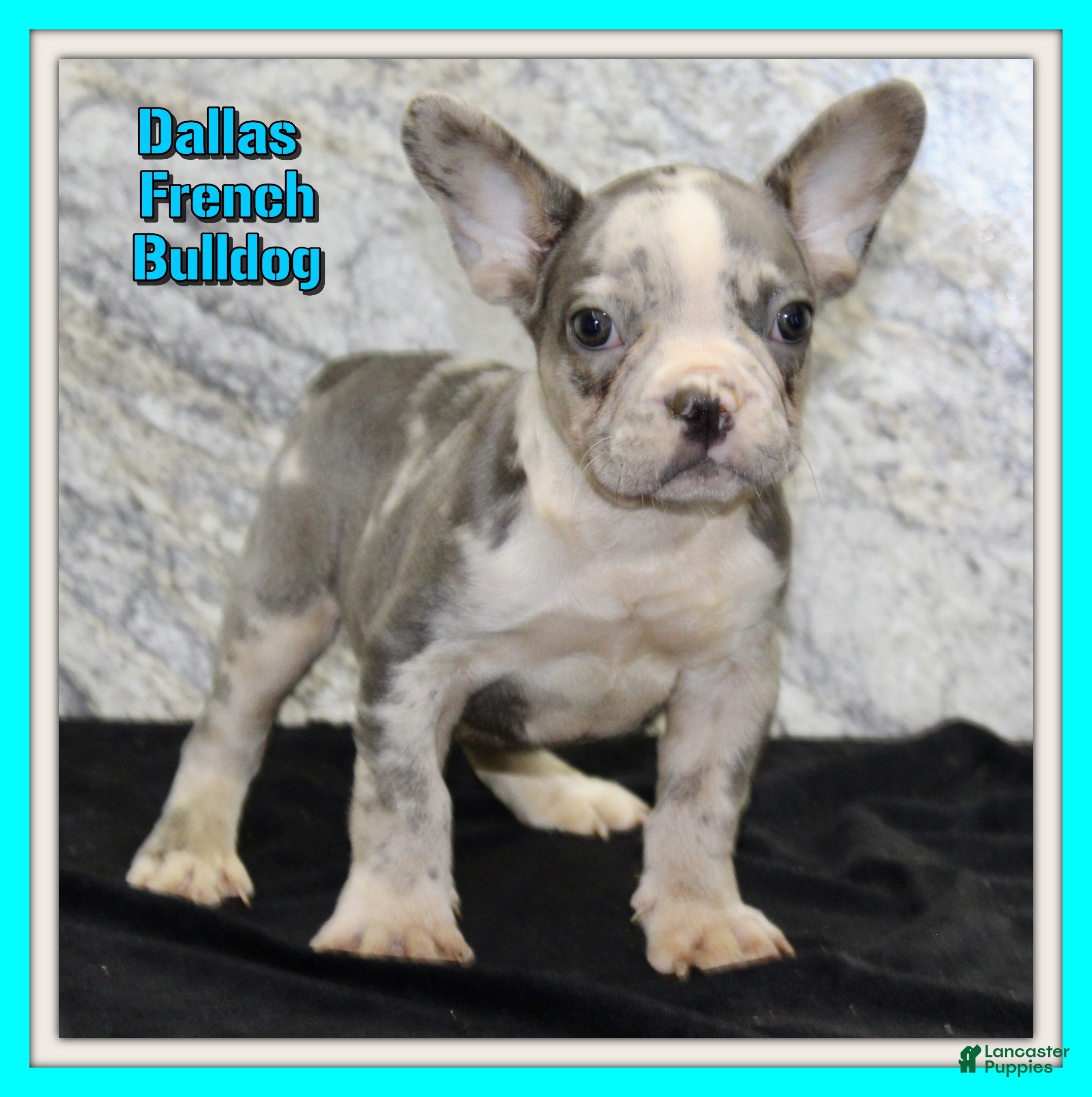 French Bulldog dogs Dallas Male AKC French Bulldog - Ad 1