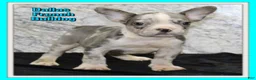 French Bulldog dogs for sale: Dallas Male AKC French Bulldog - Ad 1