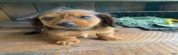 Miniature Dachshund dogs for sale: Bo - Ad 12