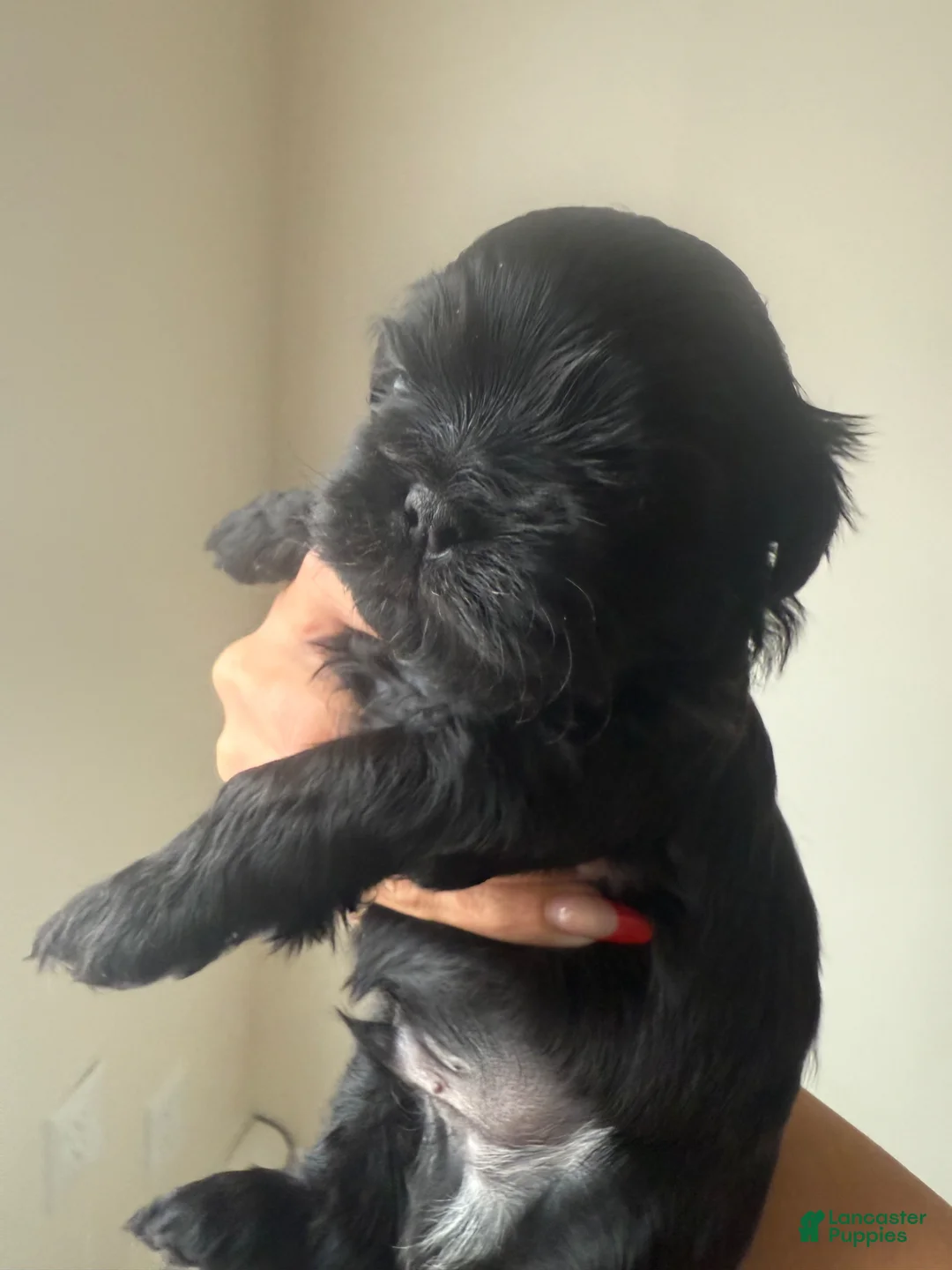 Shih Tzu dogs for sale: Onyx - Ad 2
