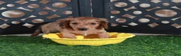 Miniature Dachshund dogs for sale: Bunny Darling ACA Red/black Mini Dachshund - Ad 3