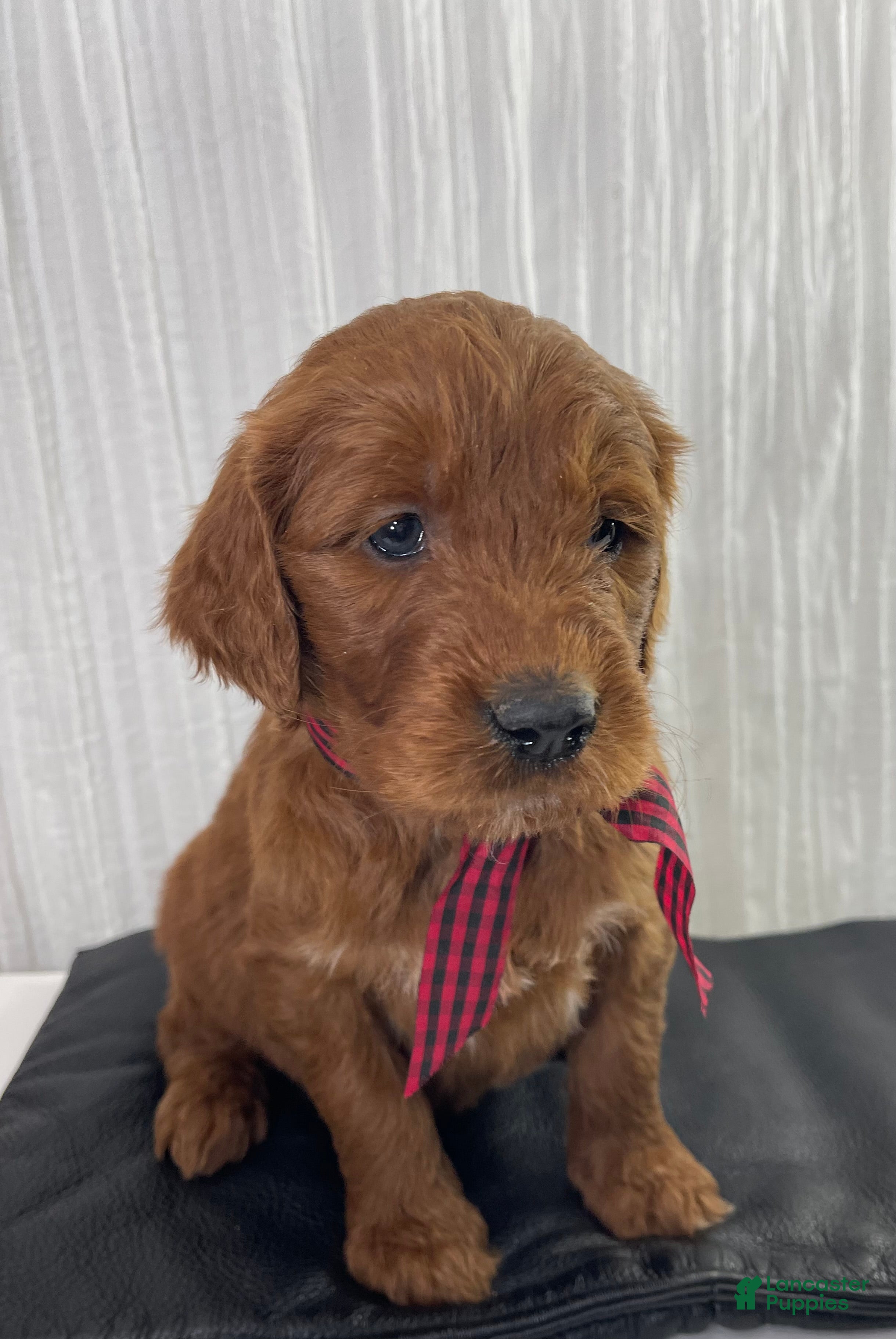 Goldendoodle dogs Kash - Ad 2