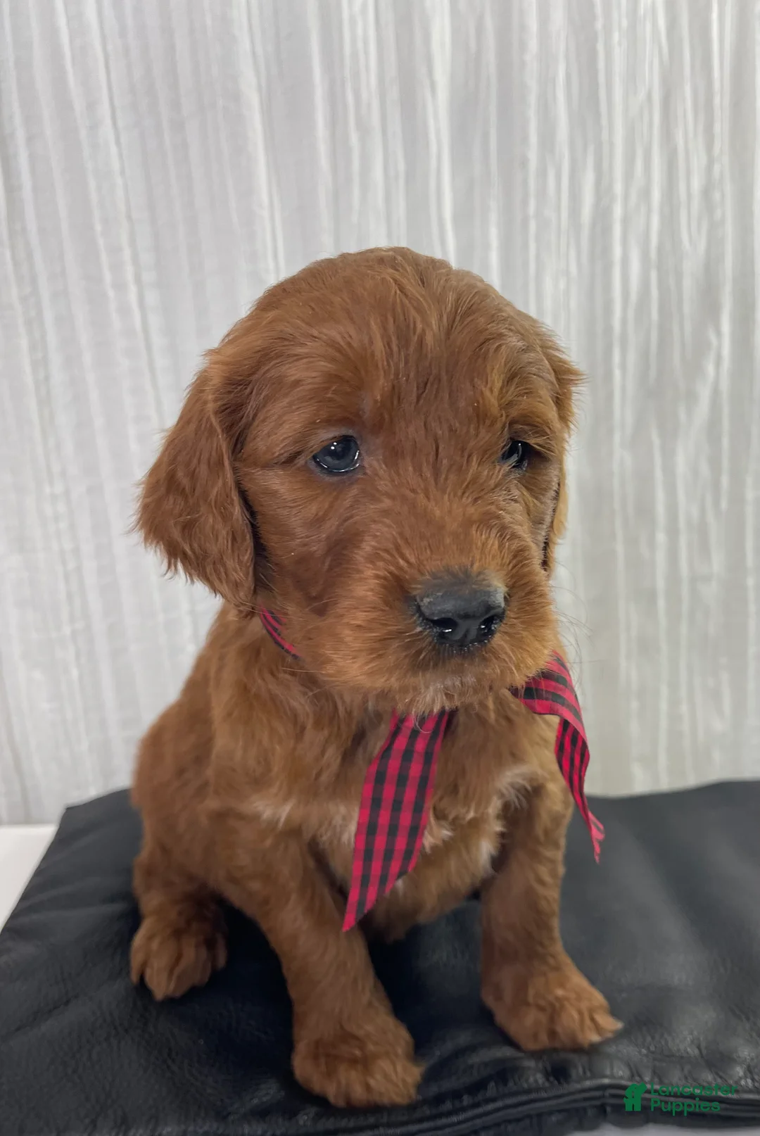 Goldendoodle dogs for sale: Kash - Ad 2