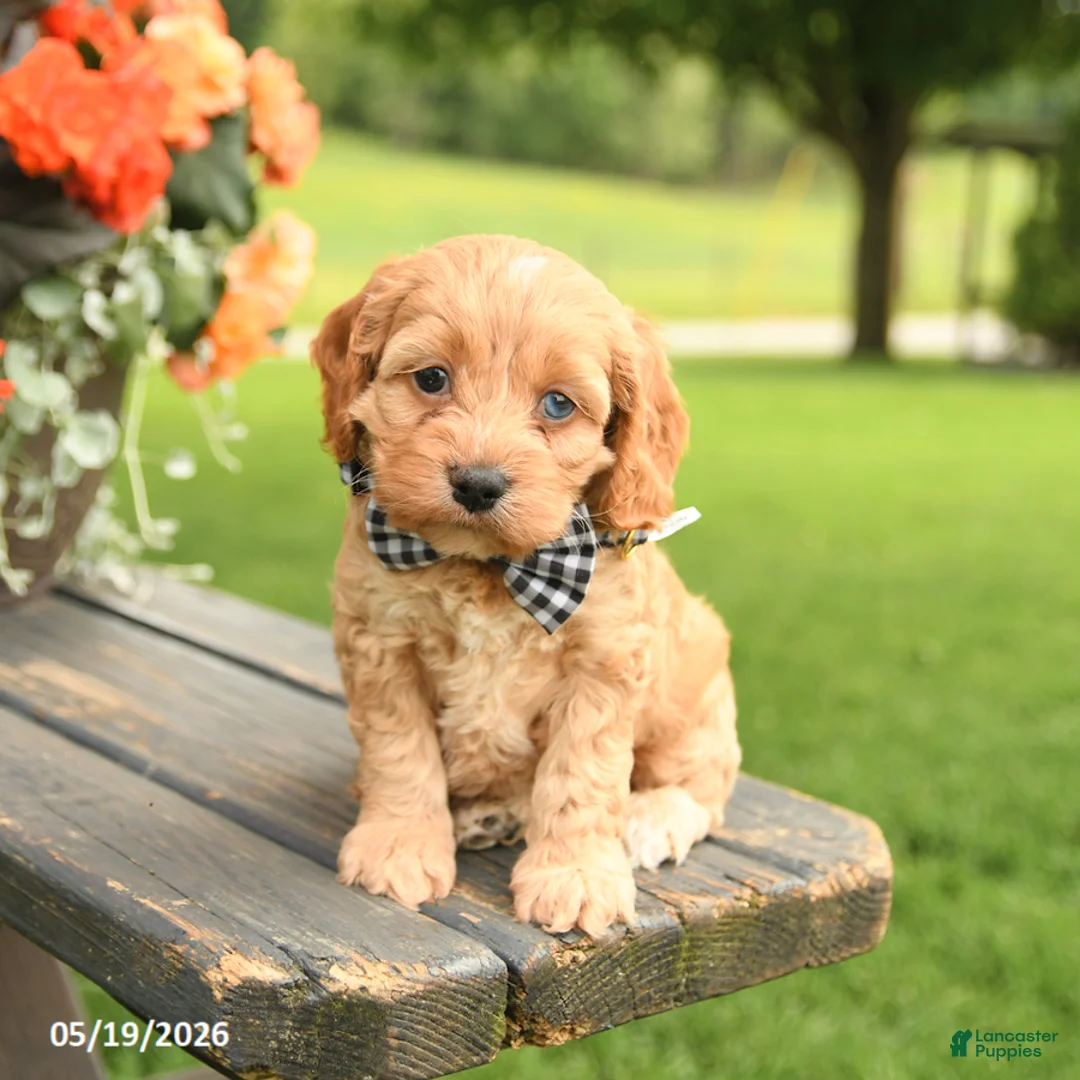 Cockapoo dogs for sale: Donna - Ad 1