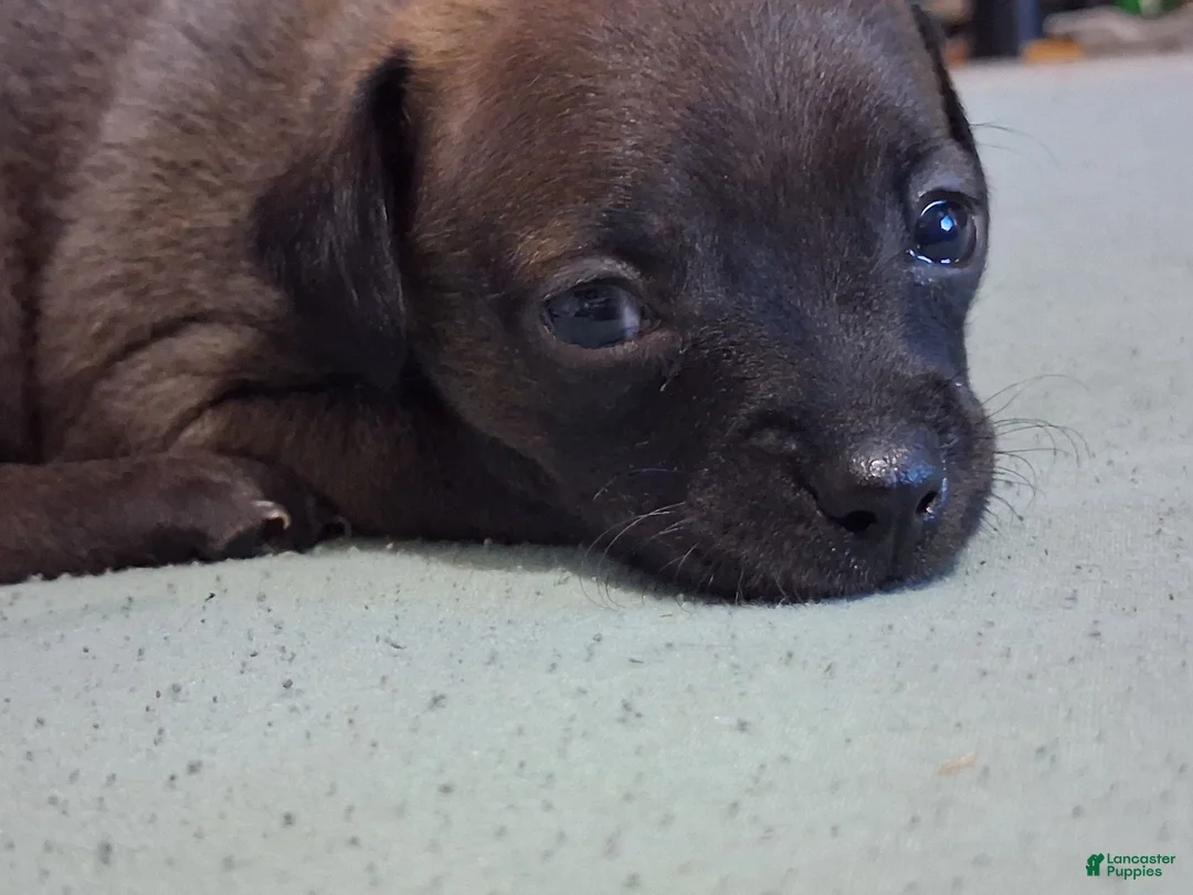 Chihuahua dogs for sale: Chihuahua 2 mork - Ad 2