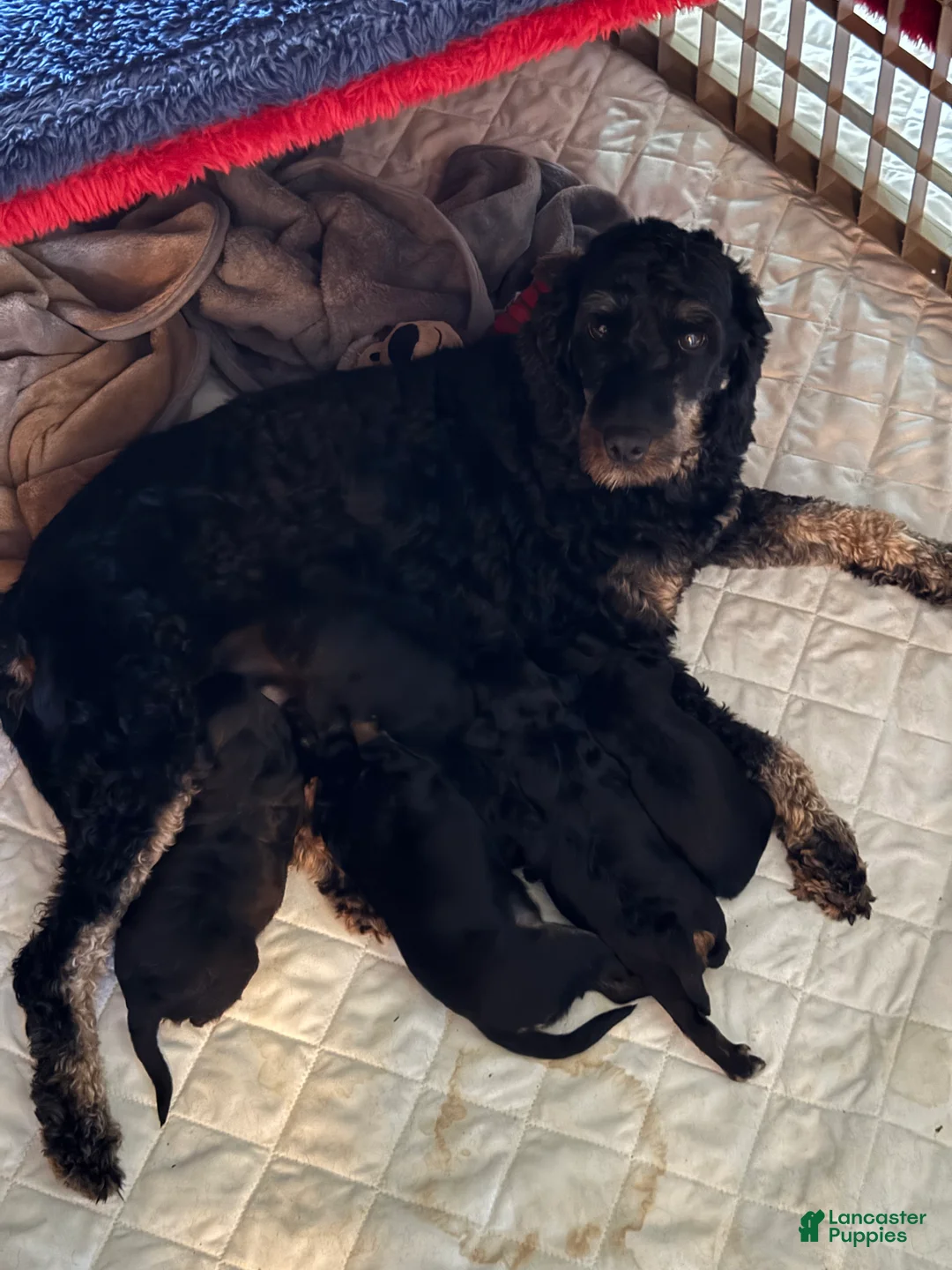 Mini Goldendoodle dogs for sale: Mini Goldendoodle Puppy 2 - Ad 2