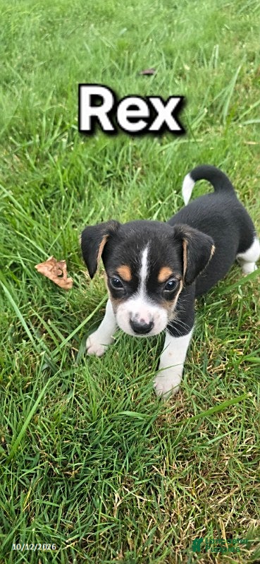 Mixed Breed dogs for sale: Rex - Ad 1