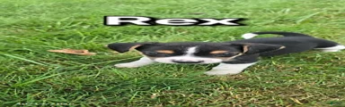 Rex