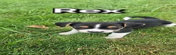 Mixed Breed dogs for sale: Rex - Ad 1