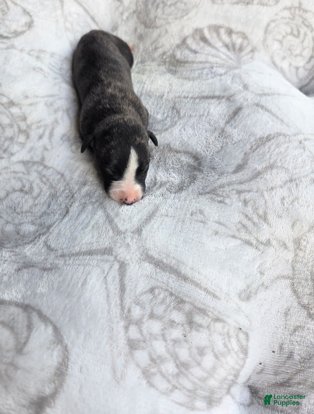 Whippet dogs Boy 6 - Ad 2