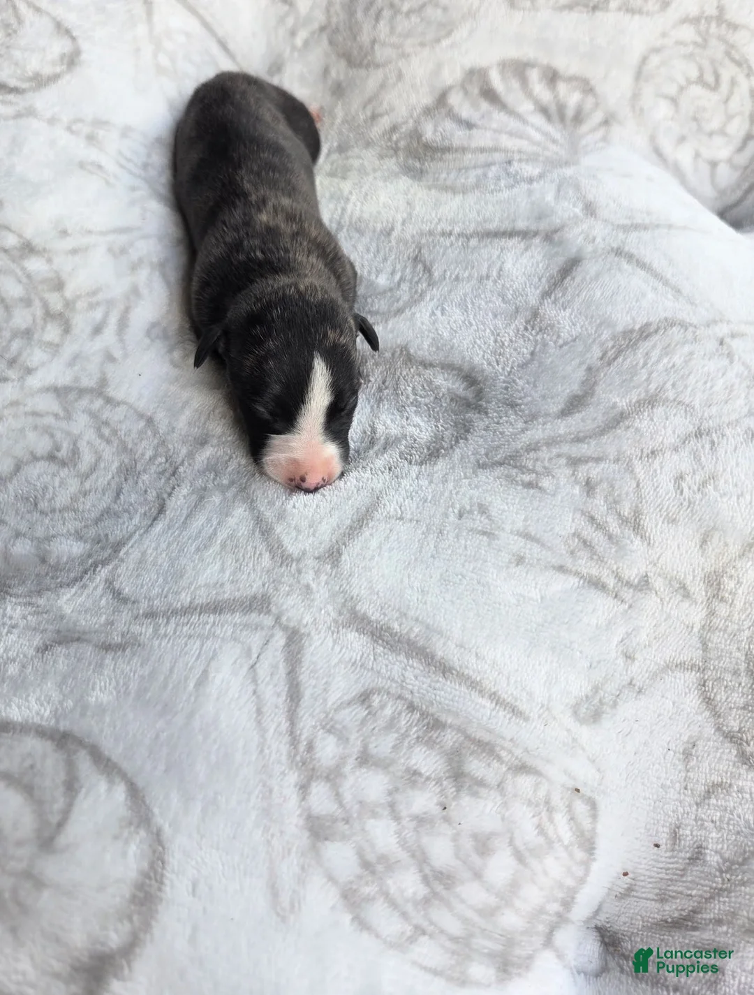 Whippet dogs for sale: Boy 6 - Ad 2