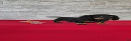 Miniature Dachshund dogs for sale: Titus - Ad 7