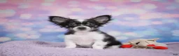Chihuahua dogs for sale: winston - Ad 13