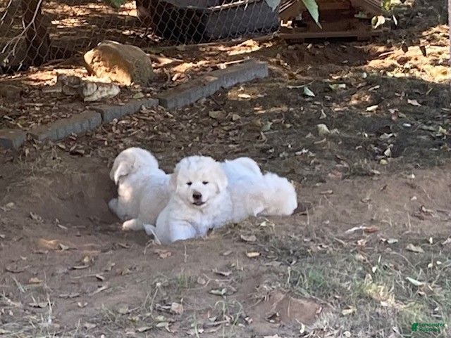 Great Pyrenees dogs Great Pyrenees 3 - Ad 38
