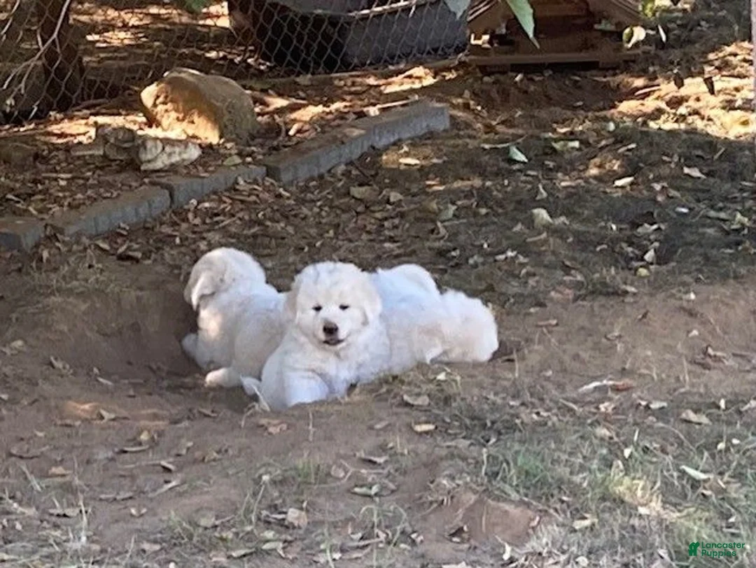 Great Pyrenees dogs for sale: Great Pyrenees 3 - Ad 1