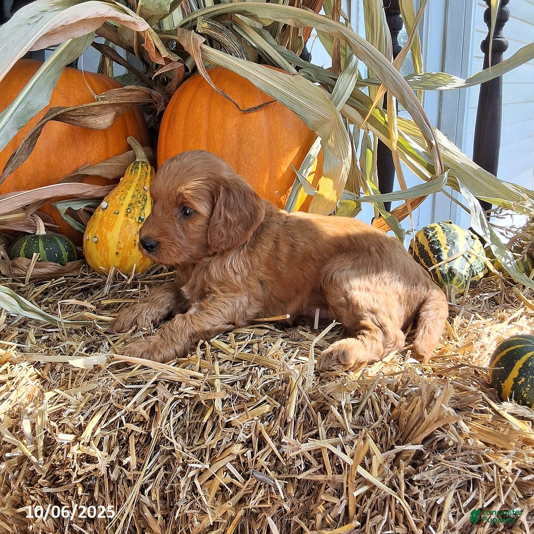 Cavapoo dogs for sale: Benji - Ad 3