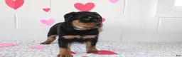 Rottweiler dogs for sale: Ted - Ad 2