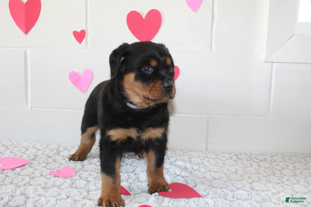 Rottweiler dogs for sale: Ted - Ad 2