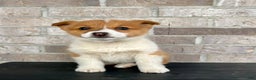Welsh Corgi Pembroke dogs for sale: Grace - Ad 5