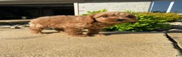 Cavapoo dogs for sale: Winston - Ad 4