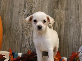 Mixed Breed dogs for sale: Timmy - Ad 2
