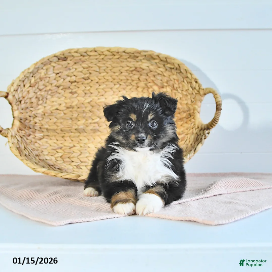 Miniature Australian Shepherd dogs for sale: Mia  - Ad 4