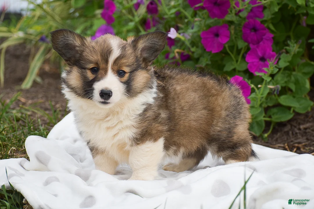 Welsh Corgi Pembroke dogs for sale: Rachel - Ad 1