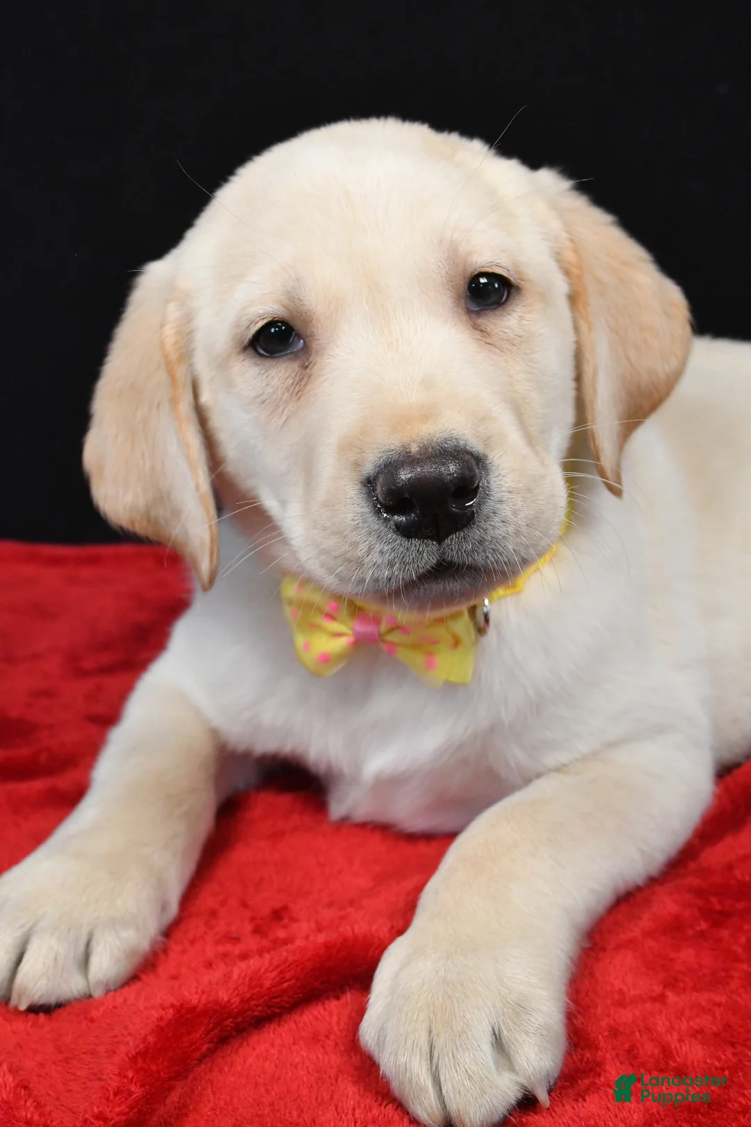 Labrador Retriever dogs for sale: Rizzo - Ad 5