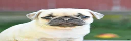 Pug dogs for sale: Lilac - Ad 3