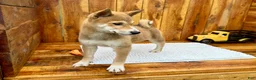 Shiba Inu dogs for sale: Shiba Inu Puppy 4 - Ad 8