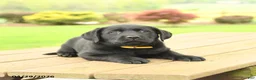Labrador Retriever dogs for sale: Bailey - Ad 5