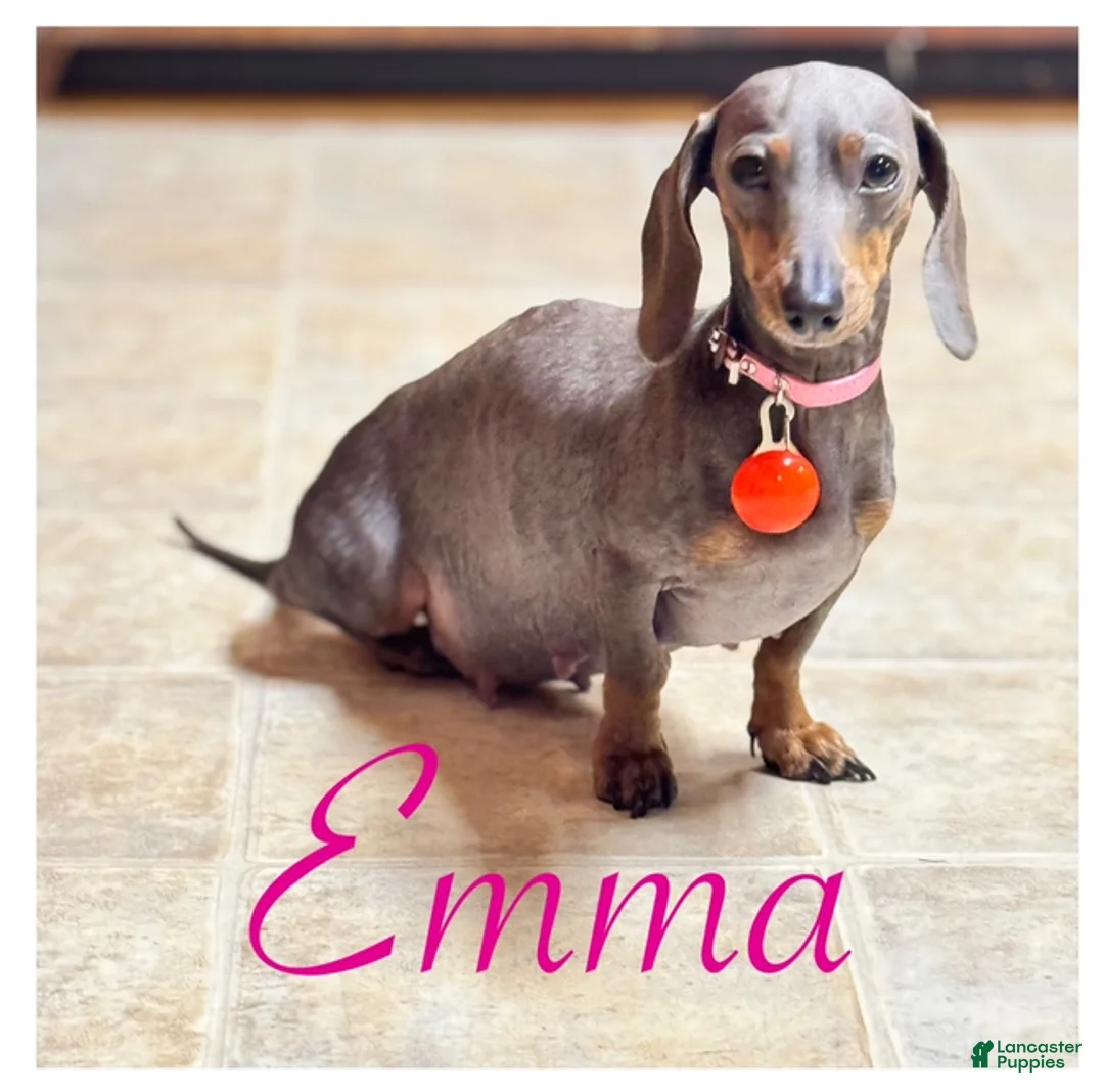 Miniature Dachshund dogs for sale: Miniature Dachshund Puppy 4 - Ad 4