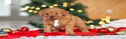 Mini Goldendoodle dogs for sale: Odin  - Ad 4