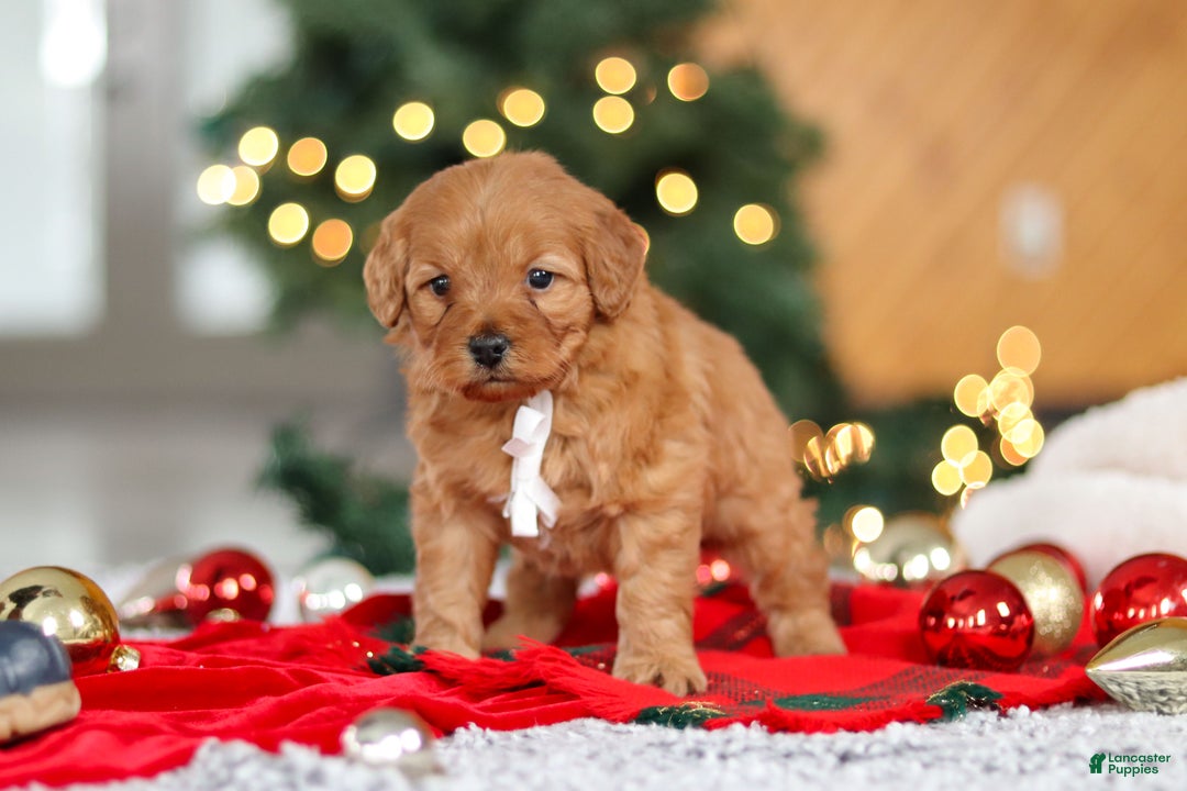 Mini Goldendoodle dogs for sale: Odin  - Ad 4