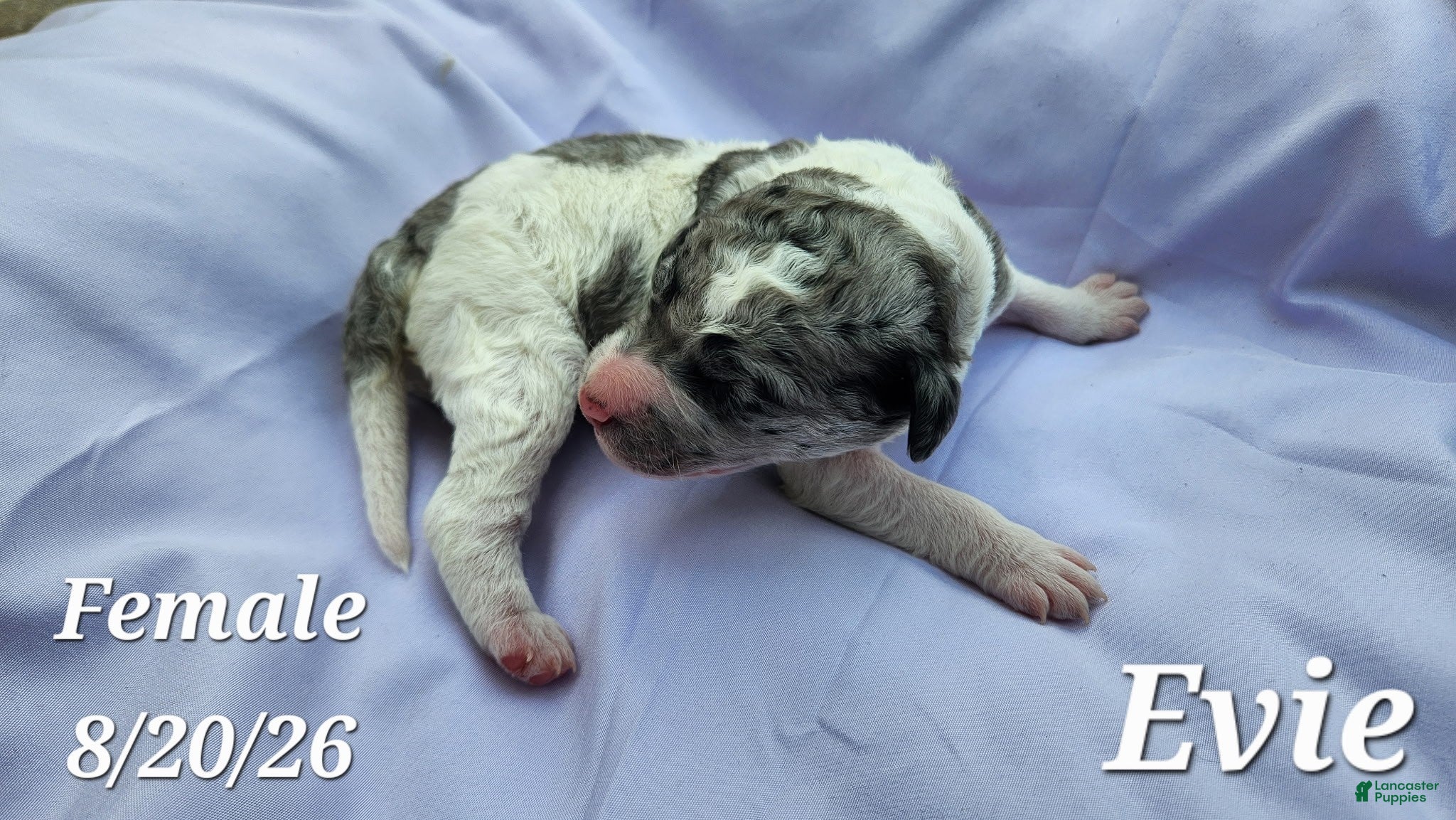 Labradoodle dogs Evie - Ad 1