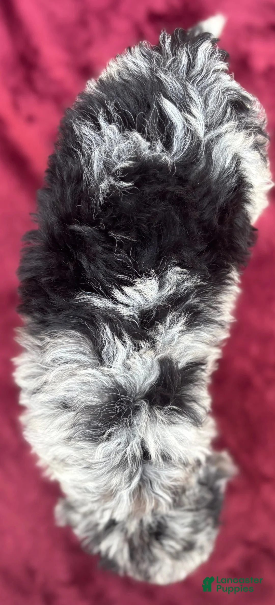 Mini Bernedoodle dogs for sale: Sailor  - Ad 4