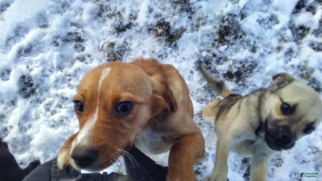 Mixed Breed dogs for sale:  Sheila - Ad 11