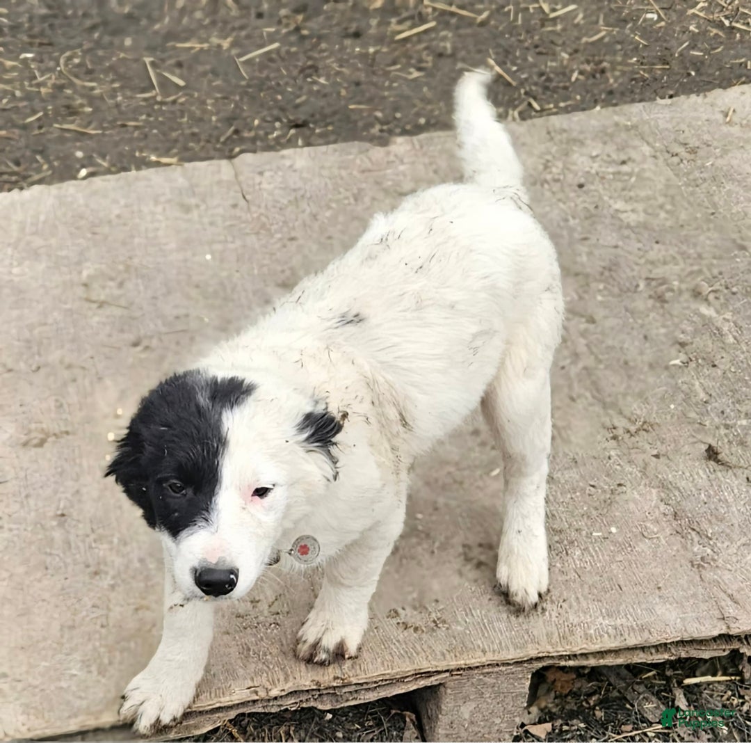 Border Collie dogs for sale: Divvy - Ad 22
