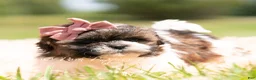Shih Tzu dogs for sale: Chica - Ad 3