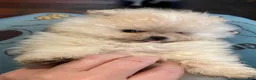 Pomeranian dogs for sale: Pomeranian Puppy 4 - Ad 4