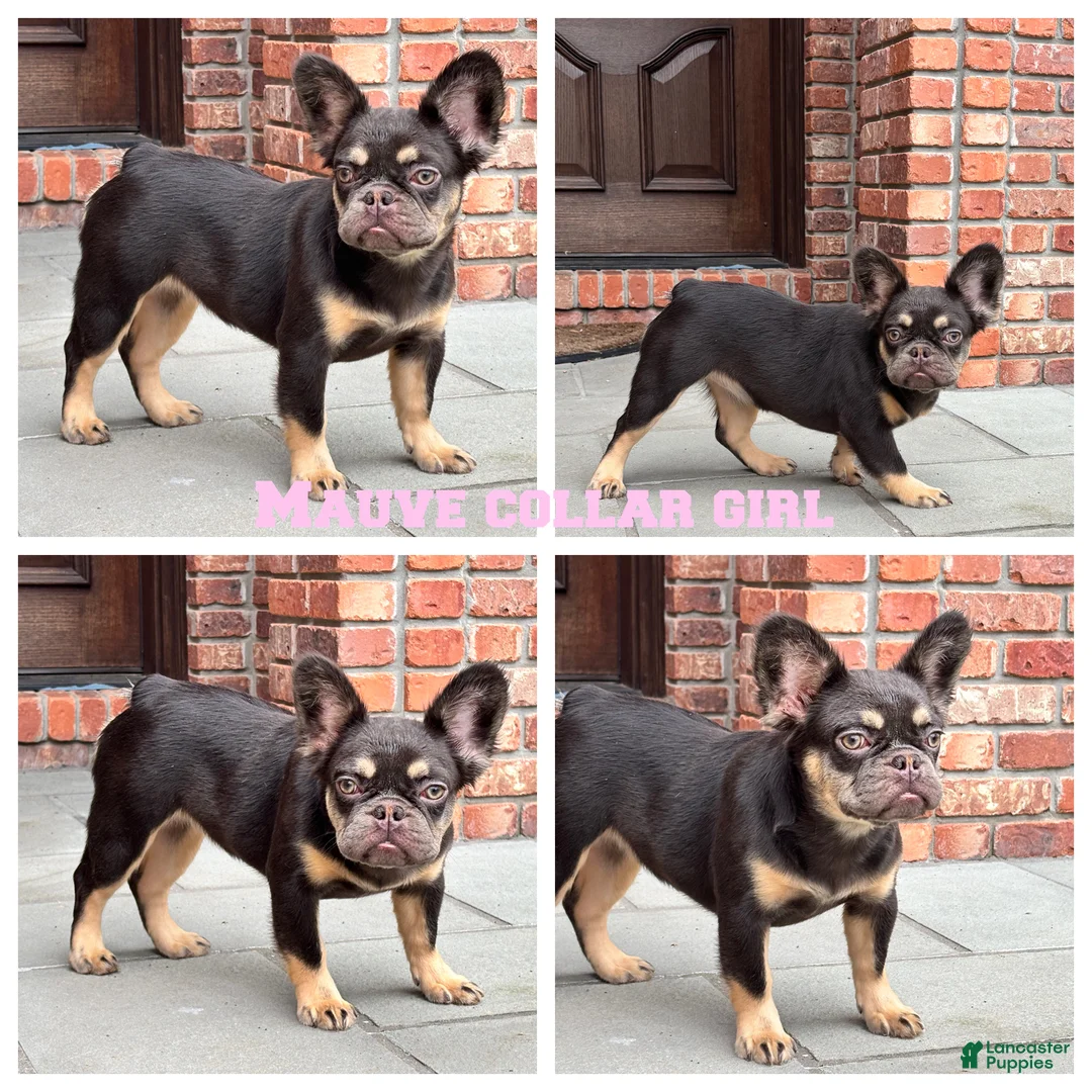 French Bulldog dogs for sale: Mauve Fluffy Girl - Ad 1