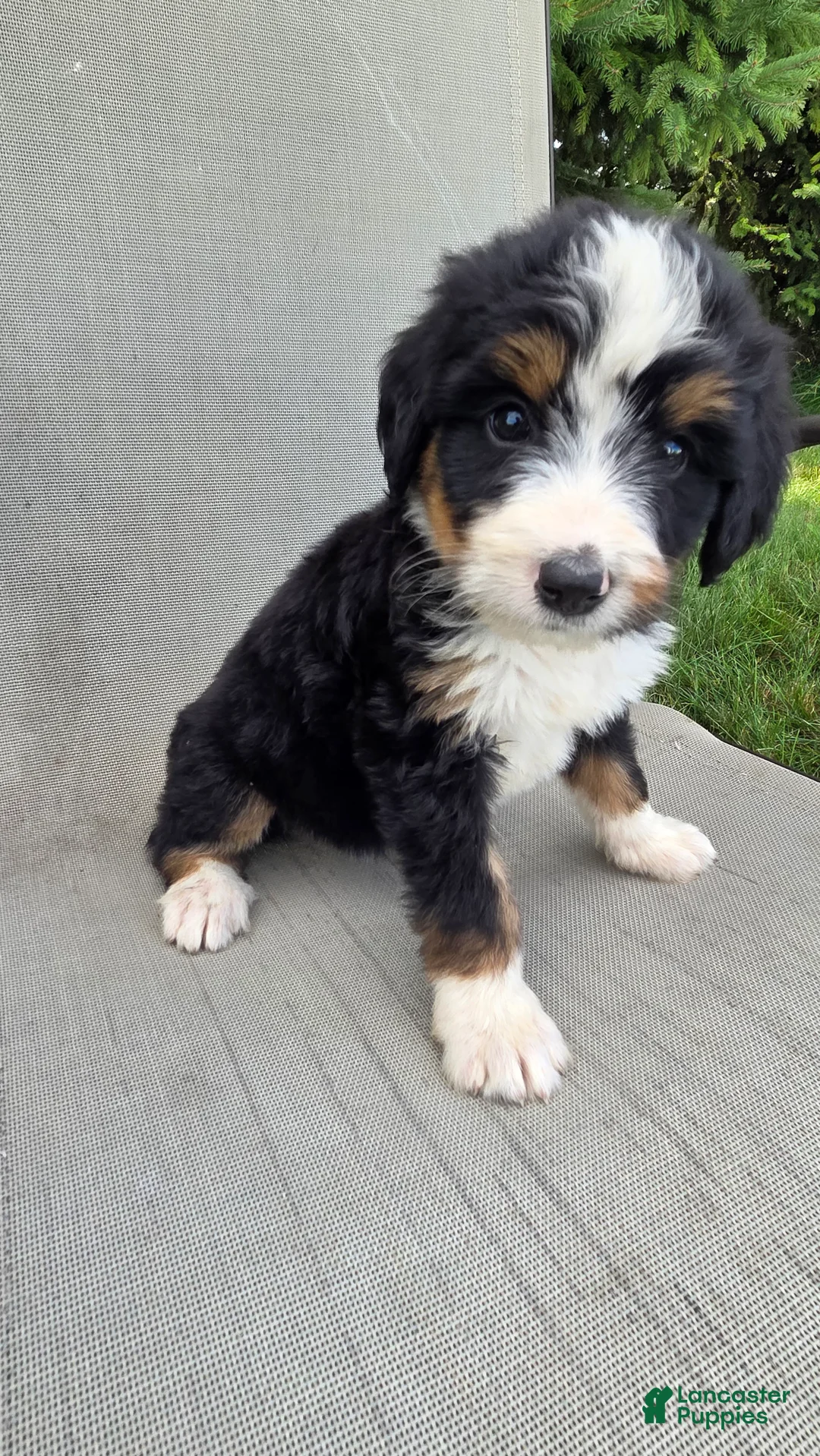 Bernedoodle dogs for sale: Bernedoodle Red - Ad 5